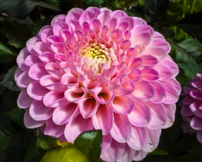 Flora perfection